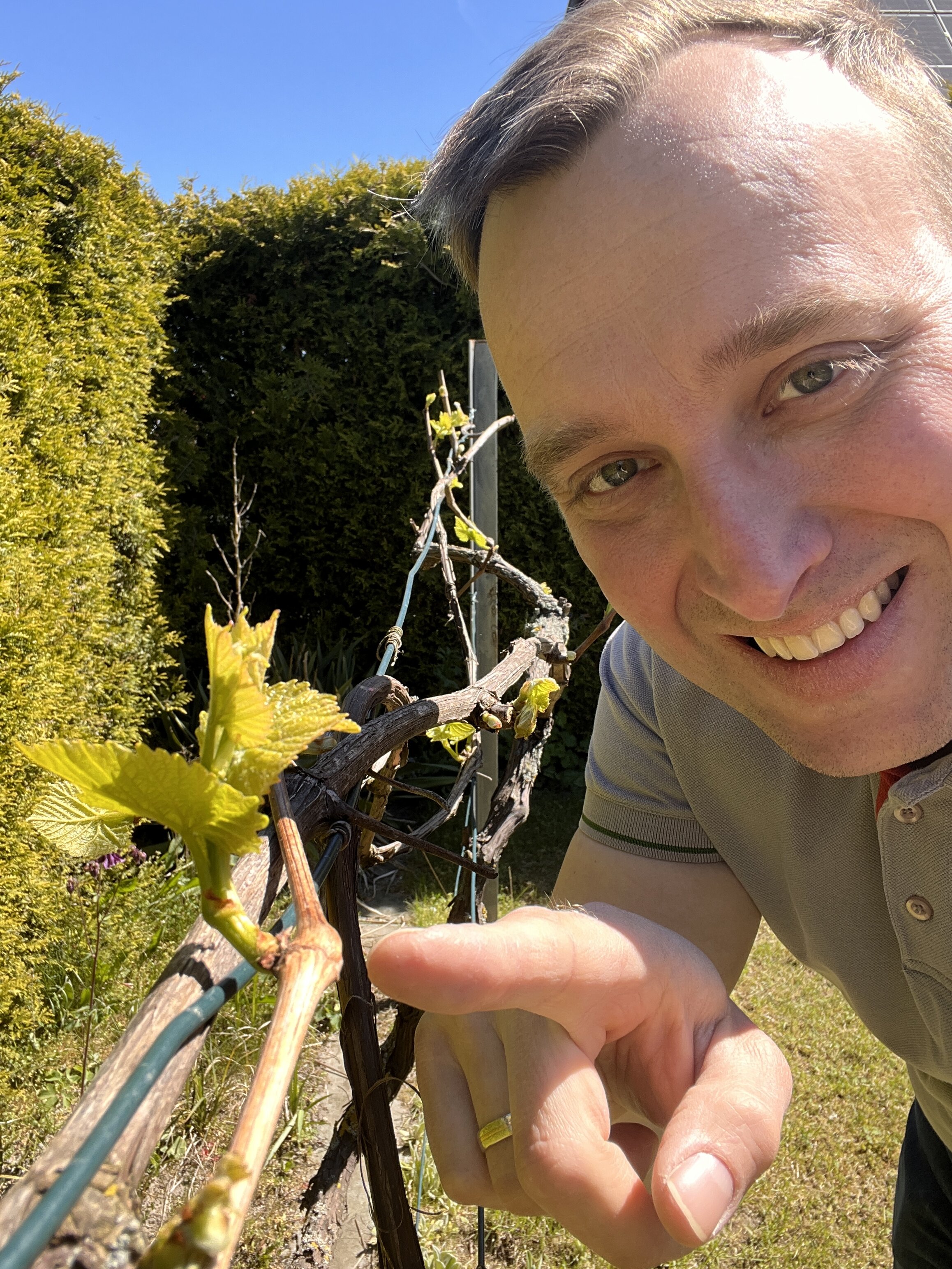 Schneiden und Wachsen Weinrebe sprießt nach dem Rückschnitt